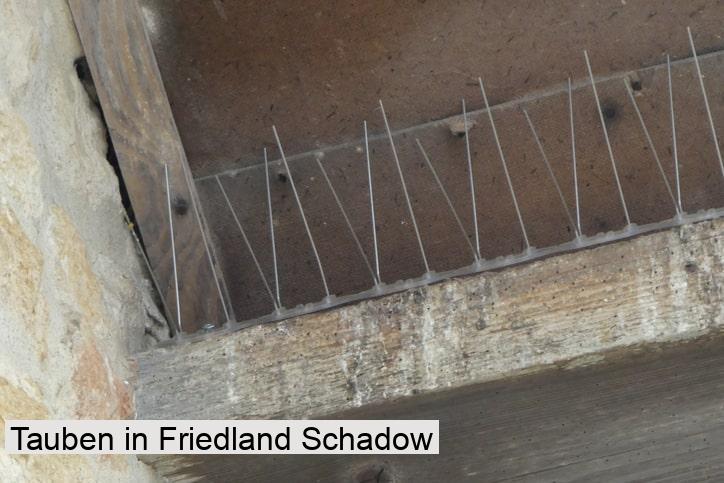 Tauben in Friedland Schadow